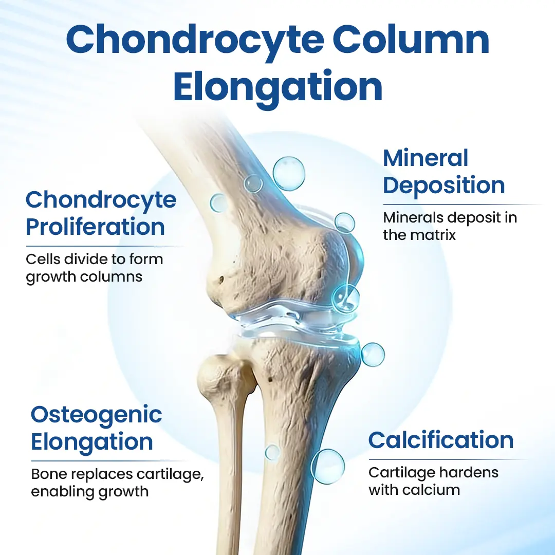 TAILEDEN® GH-Support Height Spray